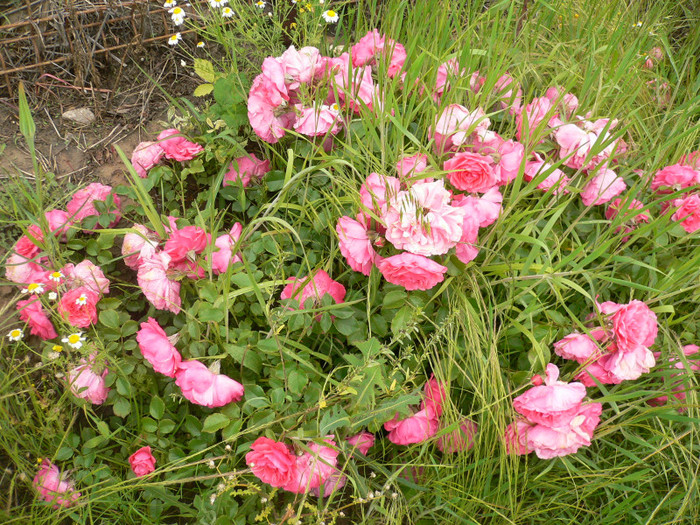 Tr roz acoperitor mic-P1200900 - Roz-foarte florifer