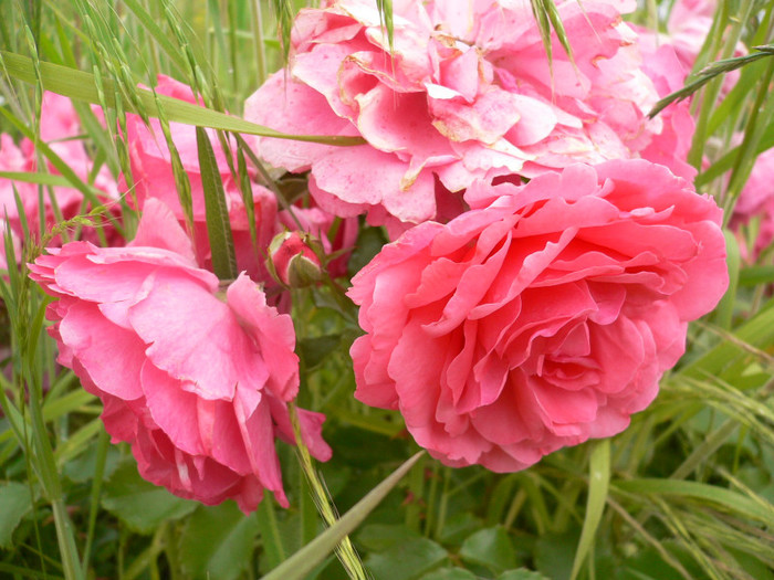 Tr roz acoperitor mic-P1200901 - Roz-foarte florifer