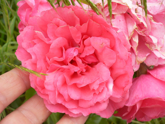 Tr roz acoperitor mic-P1200902 - Roz-foarte florifer