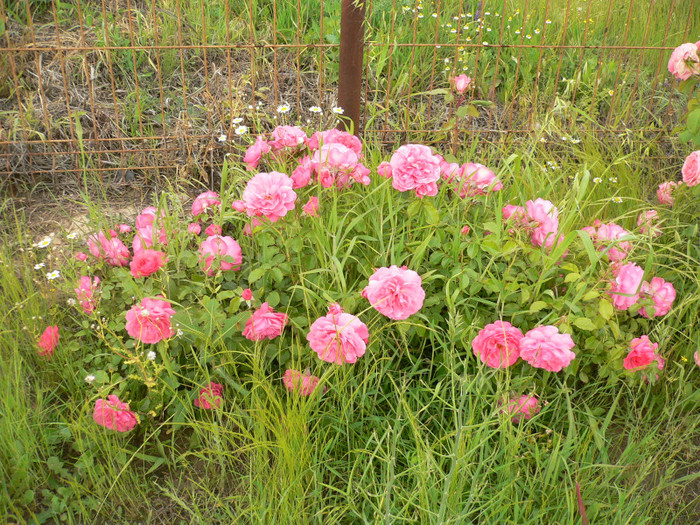 Tr. roz acoperitor-P1200723 - Roz-foarte florifer