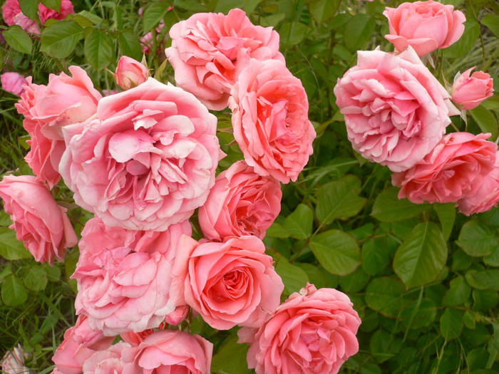 Tr roz somon-P1200906 - Roz-somon