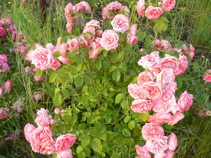 Tr roz somon-P1210015 - Roz-somon