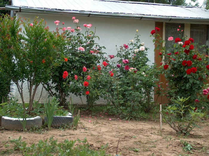 HPIM7841 - trandafiri