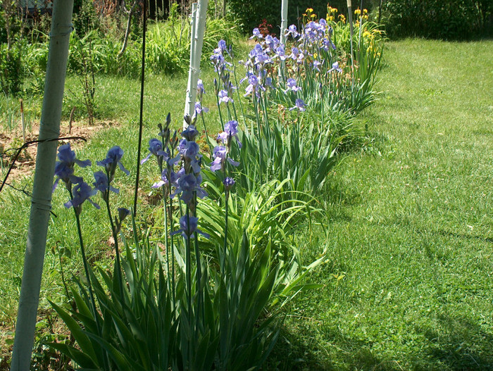 Picture 007; irisi albastri si aleea
