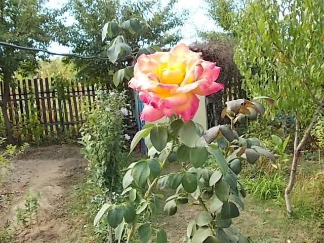 Picture 109 - trandafiri