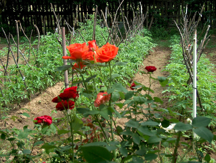 Picture 114; trandafiri si rosii
