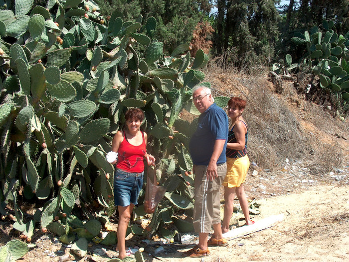 Picture 054; oltenii culeg fructe de cactus
