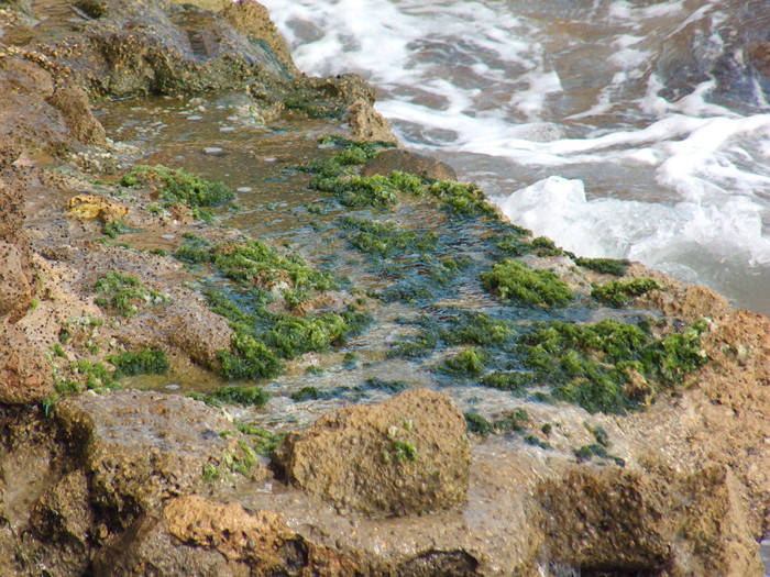 Picture 106; mediterana , alge si valuri
