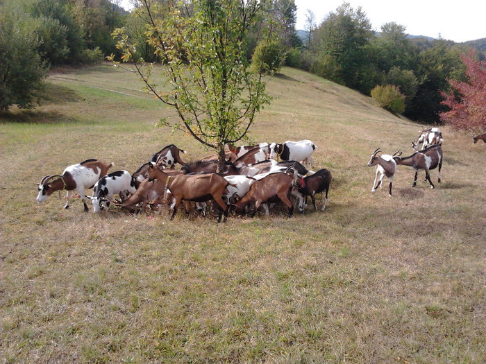 Capra Stiria - Capre-Capre Nubiene