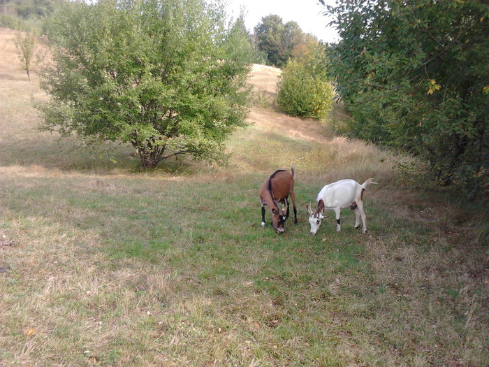 Capra Stiria - Capre-Capre Nubiene