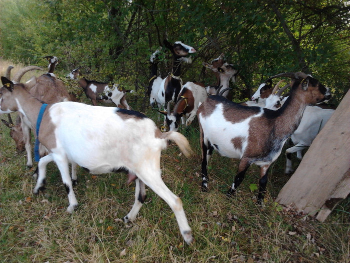 Capra Stiria; La pasunat in zona submontana.
