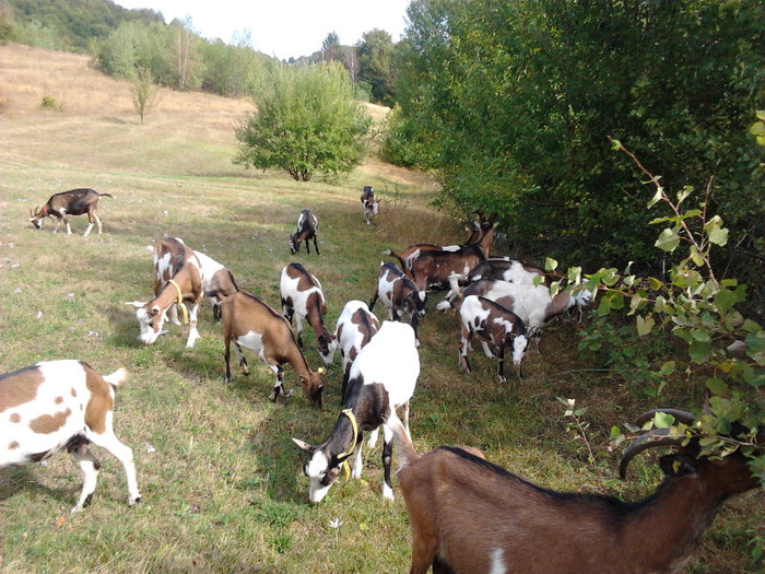 Capra Stiria - Capre-Capre Nubiene