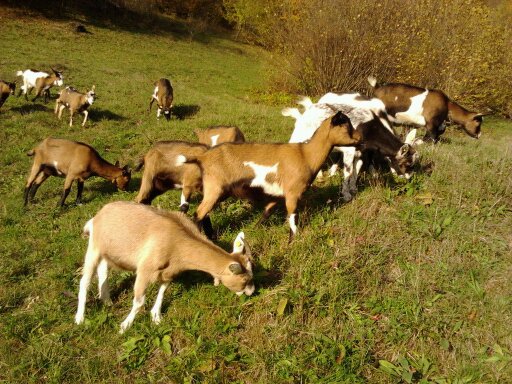 Tineret capre Stiria