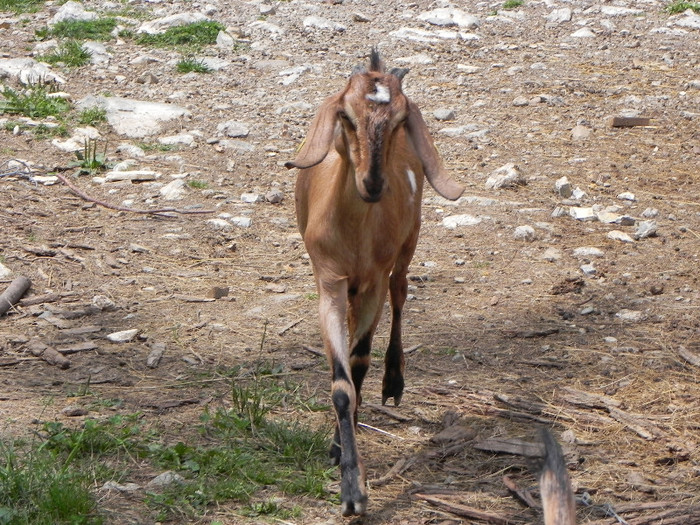 Capra tanara Anglo-nubiana