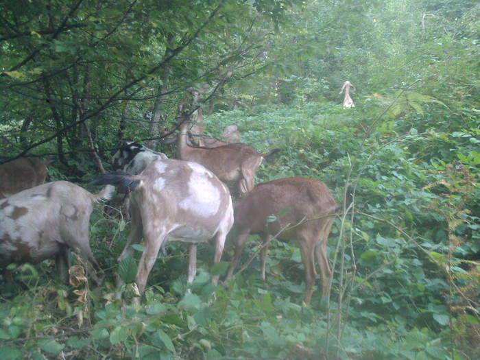 Capre Anglo-nubiene.; in fericirea verde
