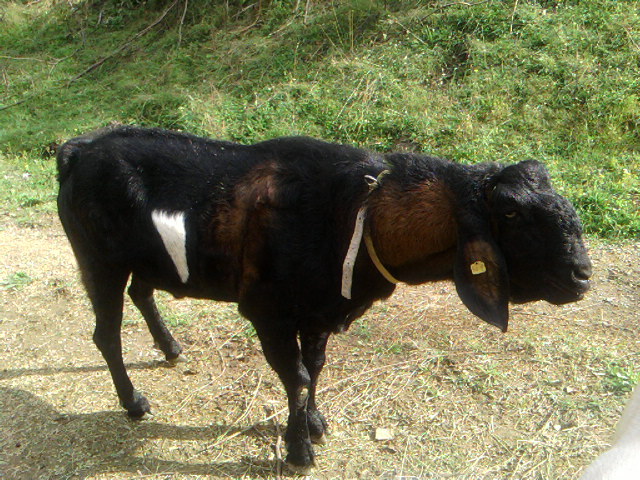 Tap matur Anglo-nubian; Docil si cuminte.
