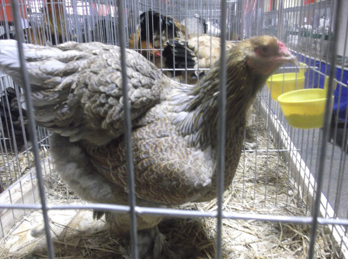 DSCF1194 - EXPO FAUNA MEHEDINTEANA 2012