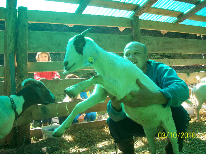 Ieduta (capra tanara) Boer - Capre-Capre Nubiene