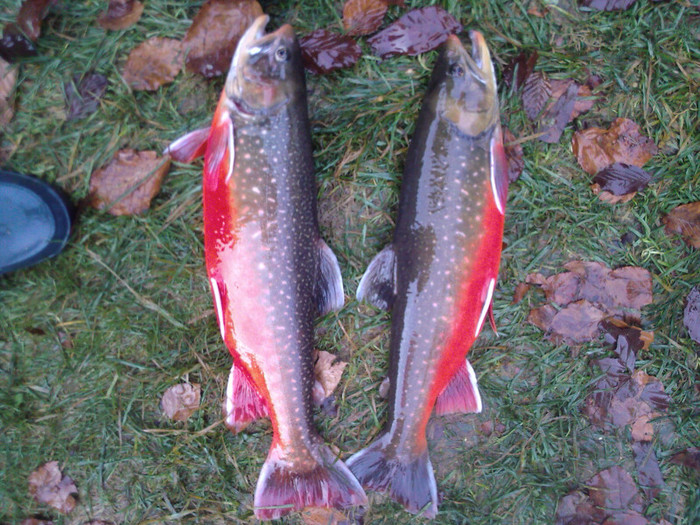 Pastravi Arctic Charr - Pastravul Arctic