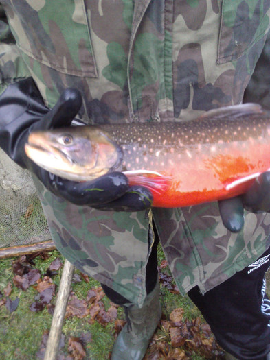 Pastrav Arctic Charr