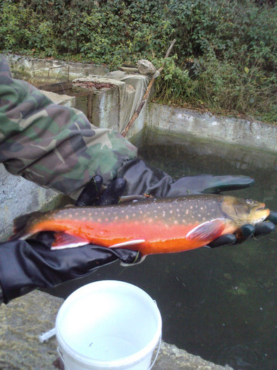Pastrav Arctic Charr