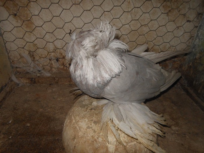 mascul - tobosari de buhara