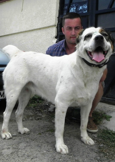 Bayra; mama cateilor
