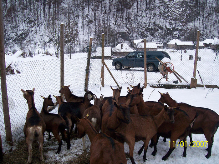 Capre Alpina Franceza - Alpina Franceza