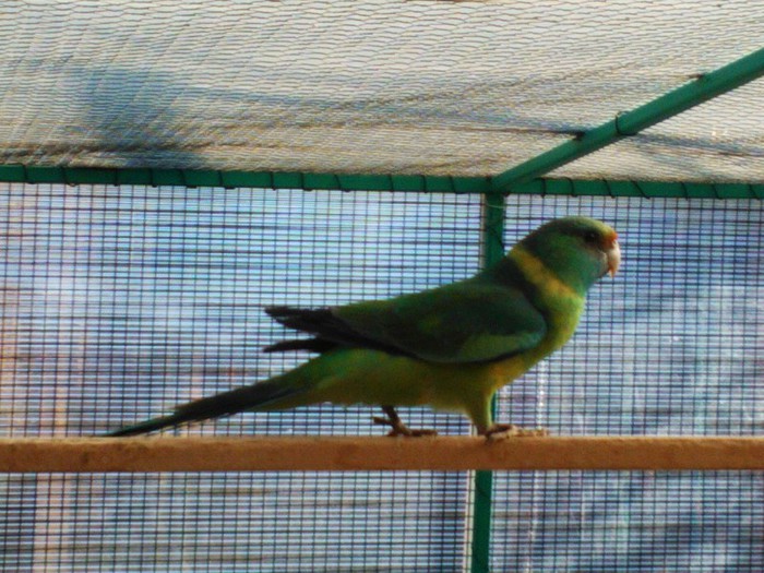 WP_000188 - papagal bernardius-cloncurry