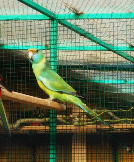 mascul bernardius cloncurry - papagal bernardius-cloncurry