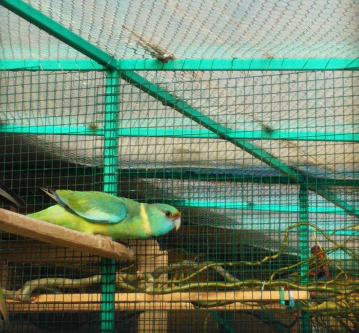 mascul bernardius cloncurry - papagal bernardius-cloncurry