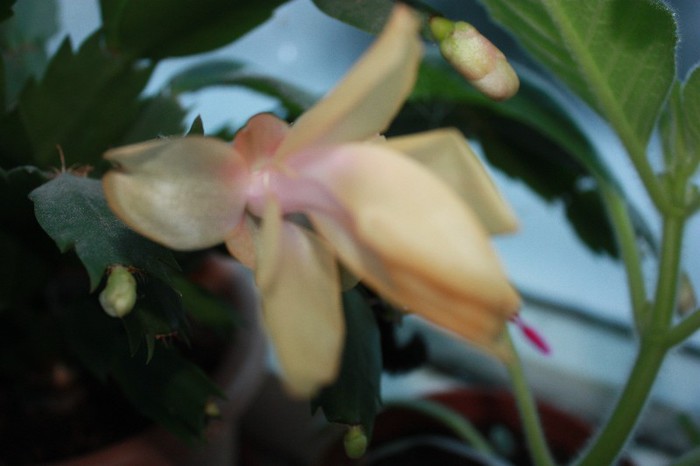 IMG_6620 - Craciunita