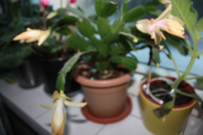 IMG_6621 - Craciunita