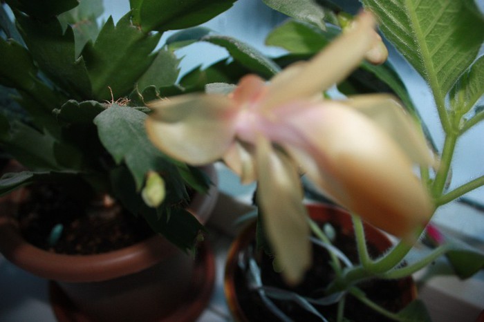 IMG_6622 - Craciunita