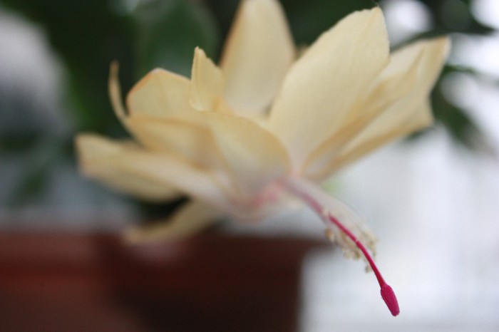 IMG_6637 - Craciunita