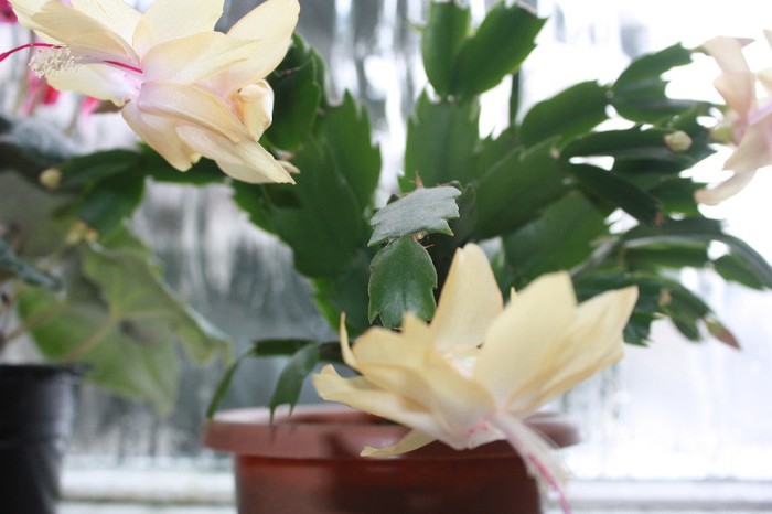 IMG_6639 - Craciunita