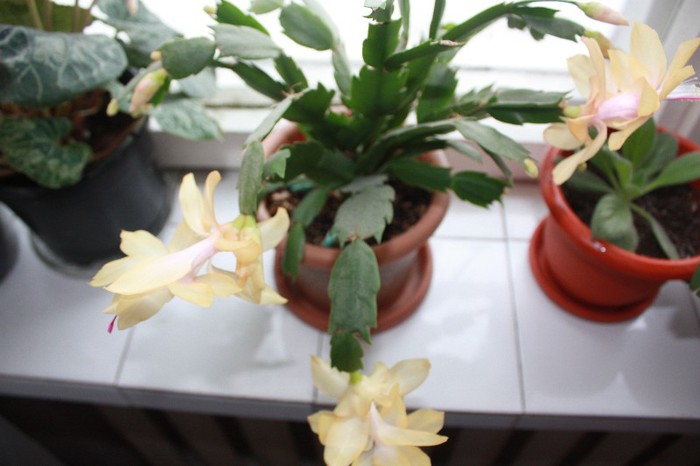 IMG_6642 - Craciunita