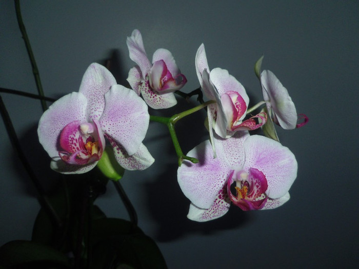 15 dec. 2012 - 2012 Orhidee