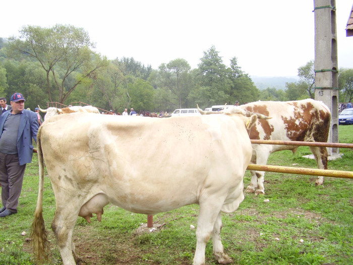 P8280002; Mindraia la targ
