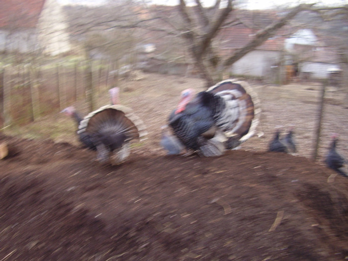 PC280097; curcanii mei
