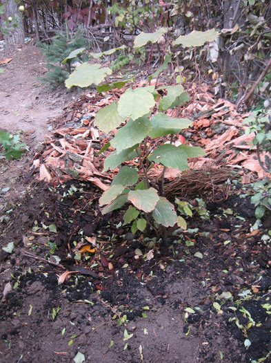 13 Noiembrie 2011; Alun comun - Yurta Sacele - plantat în toamna 2010
