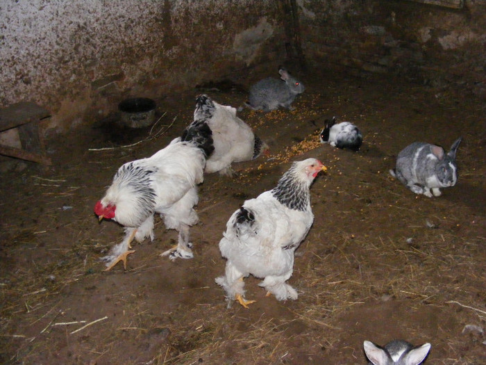 poza 2 082; gaini si iepuri
