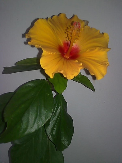 Imagine3048 - HIBISCUS-2012