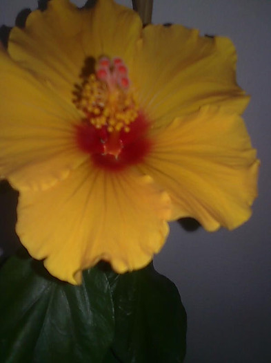 Imagine3049 - HIBISCUS-2012