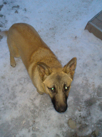 DSC_0122 - CIOBANESC BELGIAN MALINOIS