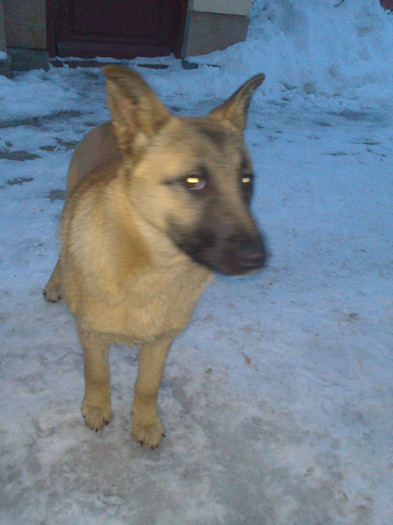 DSC_0125 - CIOBANESC BELGIAN MALINOIS