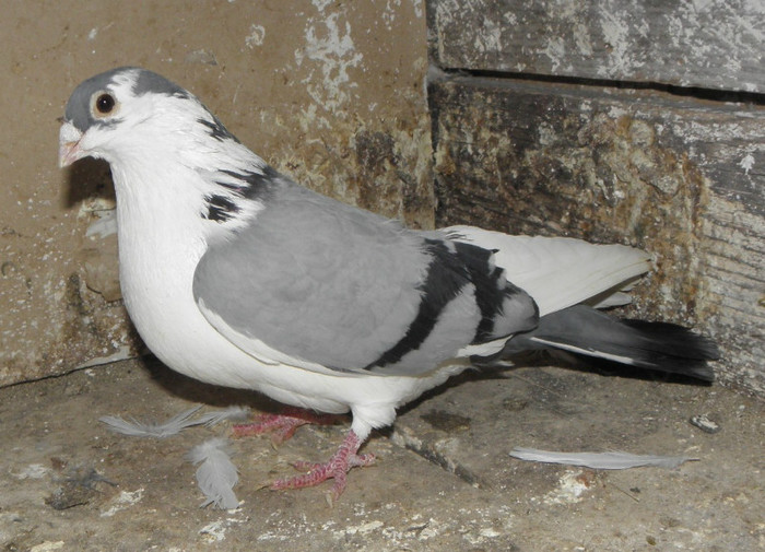 30a(m.2012)-vandut