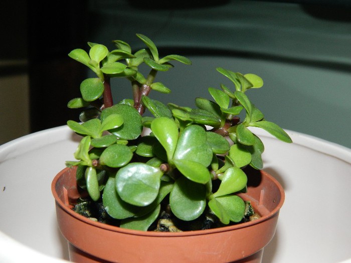 09-12-2012 - Bonsai - Portulacaria afra