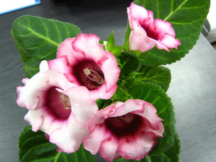 2909372770075666569CbGxXU_ph