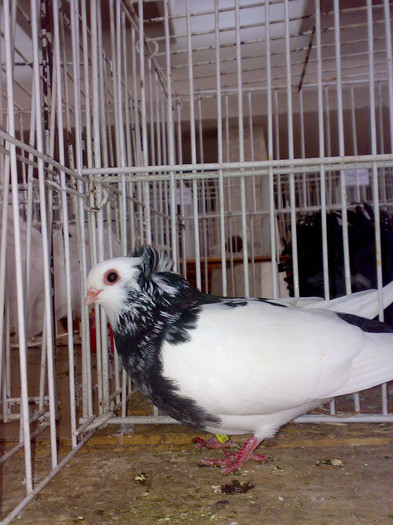 30102011985